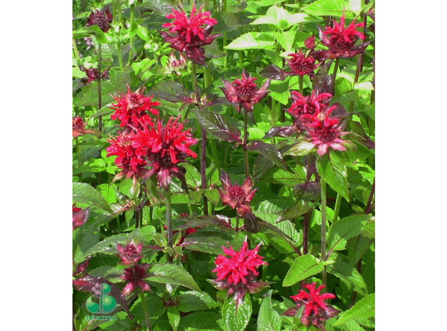 Monarda didyma   'Panorama Red Shades'